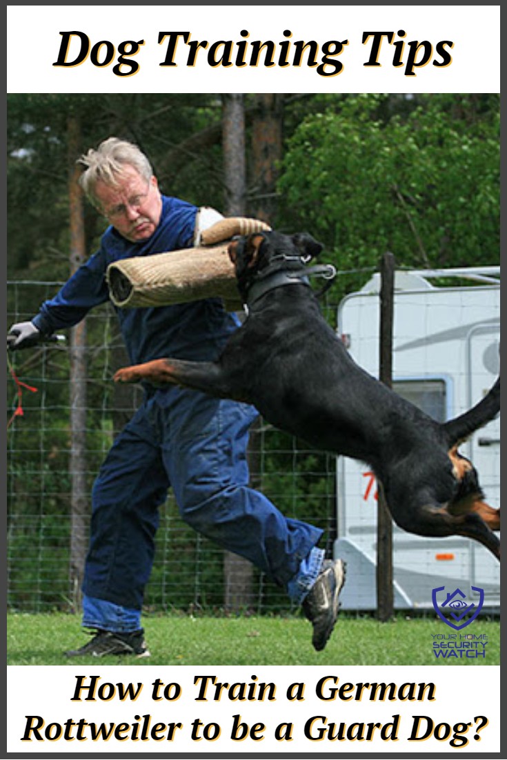 How to Train German Rottweilers to Be Guard Dogs