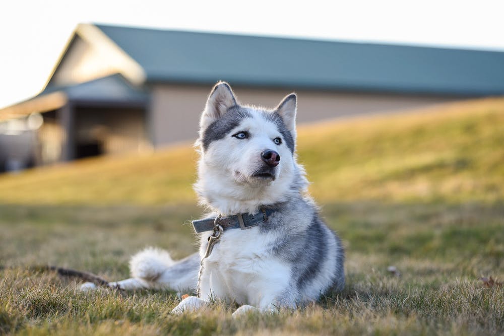 Training Your Husky to be a Guard Dog