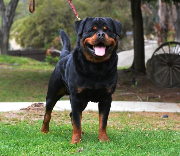 rottweiler german guard dog training rottweilers train breed makes protective them same eager behavior ideal pet yourhomesecuritywatch