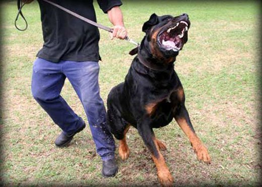 rottweiler police dog training