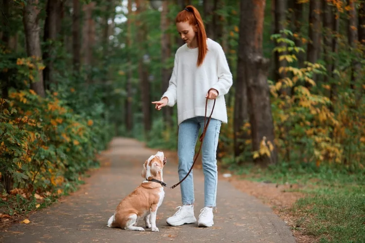 4 Basic Commands for Dog and Pup Obedience Training