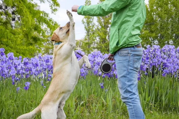 Guard Dog Training for a Labrador