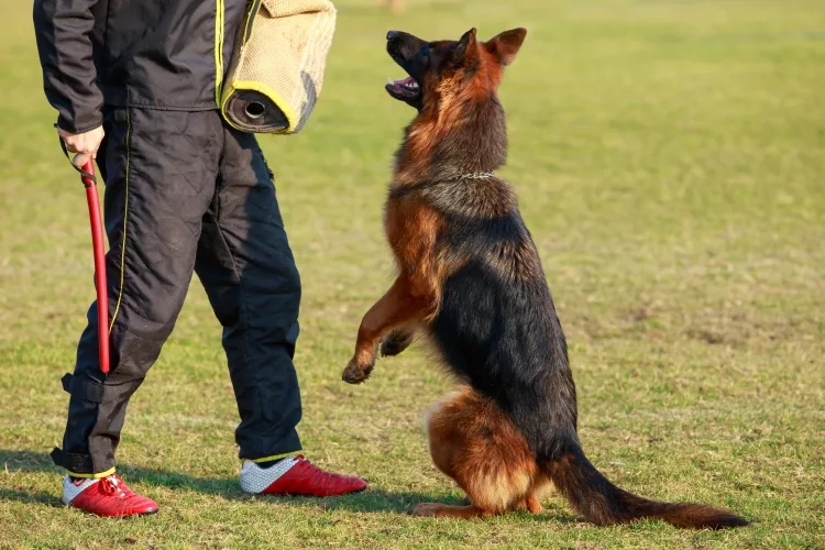 Related posts for Guard Dog Training