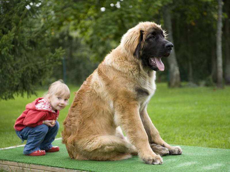 Large Guard Dog