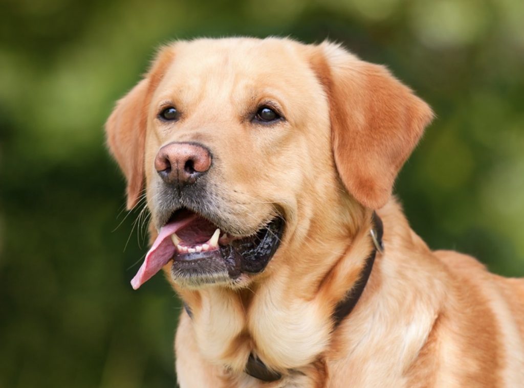 treino de cães de guarda para Labrador