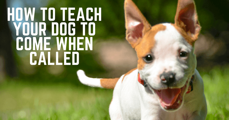 How to teach your dog to come on your command