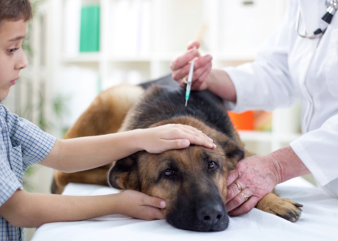 euthanasia at home for dog Your Home & Business Security Experts