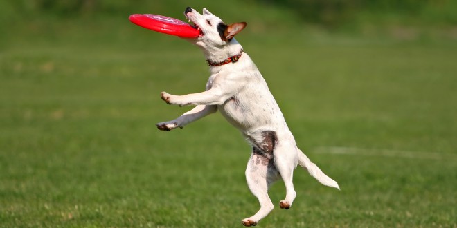 Frisbee With Jack Russell Terrier