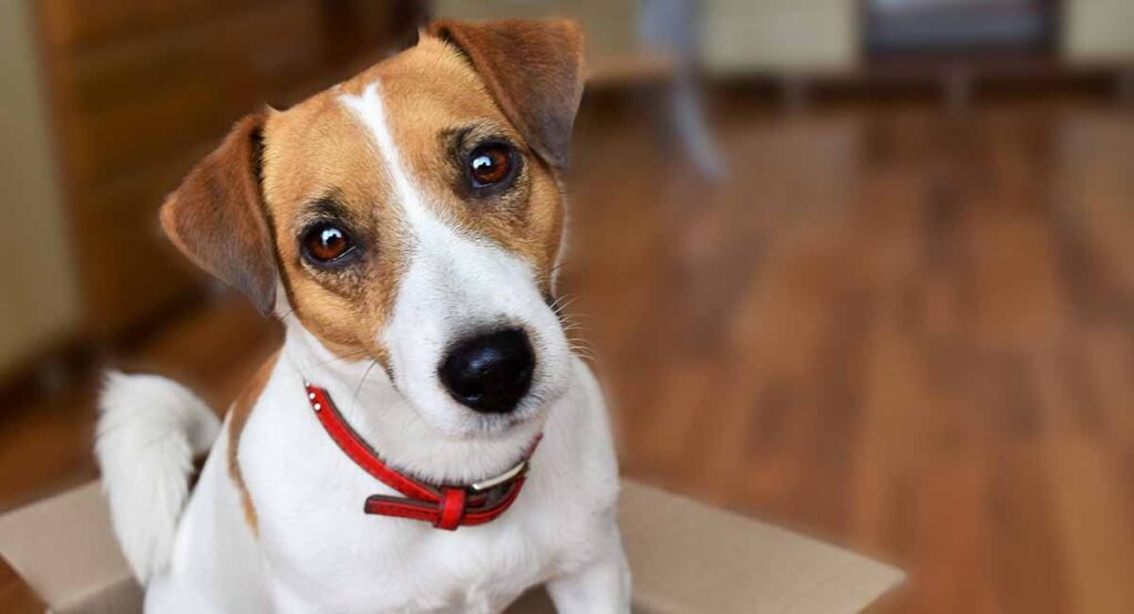 Are Jack Russel Terriers Hard to Train?