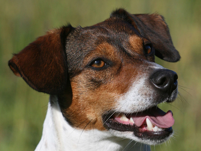 Jack Russell Terrier Guard Dog Training Tips