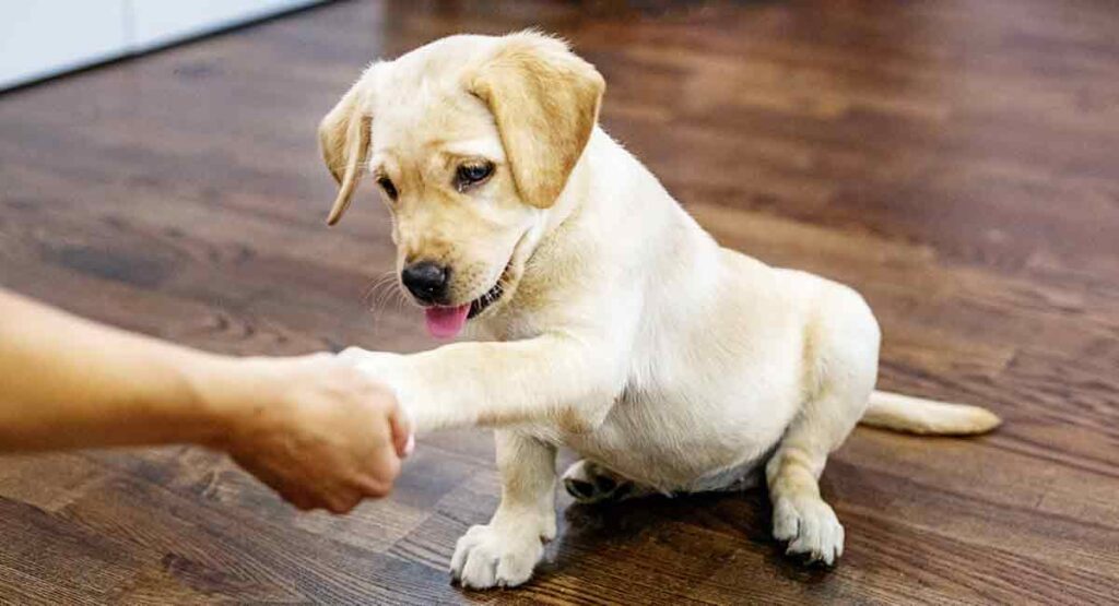 Guard Dog Training for a Labrador