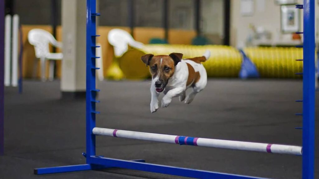 Are Jack Russel Terriers Hard to Train?