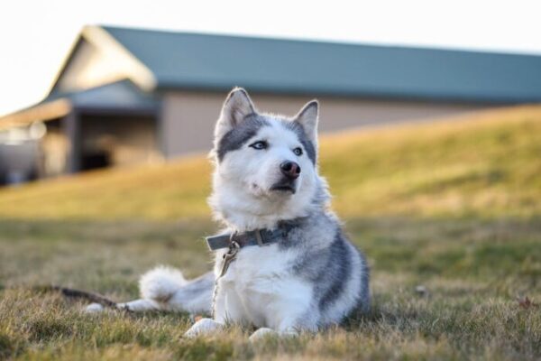 Training Your Husky To Be A Guard Dog