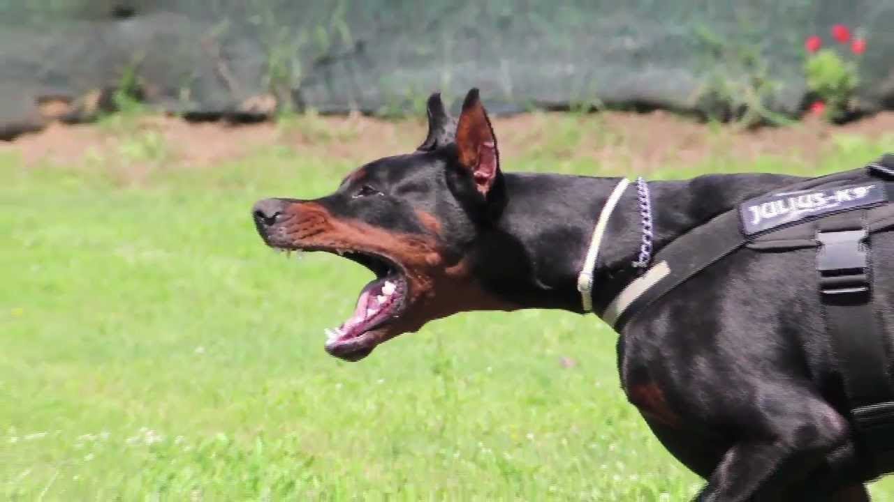 how to train your doberman to be a guard dog