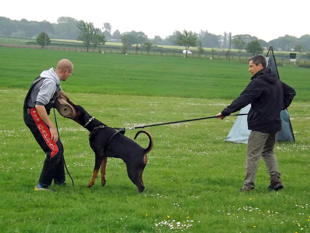 Training a Doberman to Be a Watch Dog