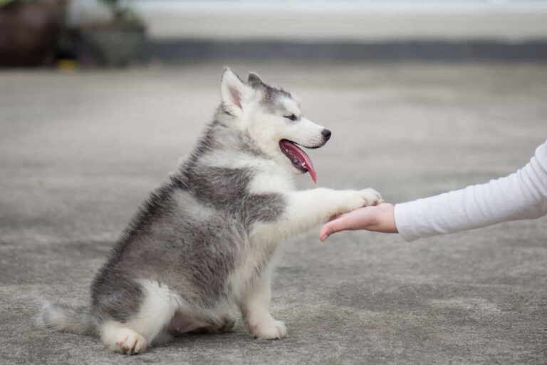 Training Your Husky to be a Guard Dog