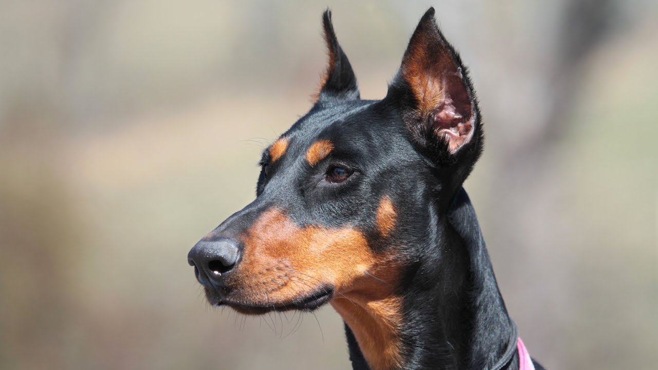 Guard Dog Training For A Doberman,Chinese Dessert Soup Recipes