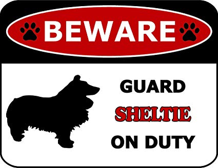 Sheltie Guard Dog