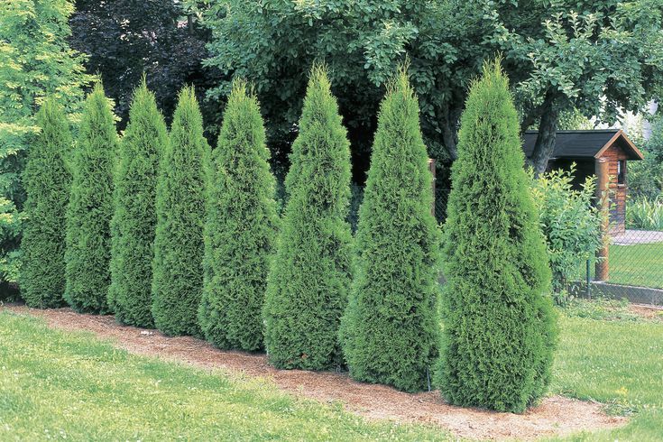 What are the Fastest Growing Privacy Trees?