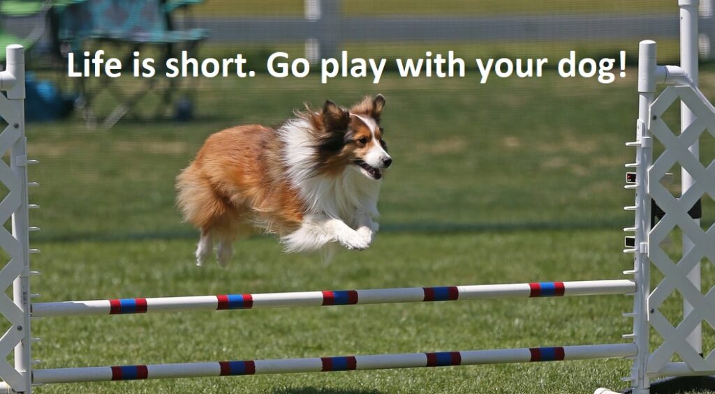  How Much Physical Activity Does a Sheltie Need? 