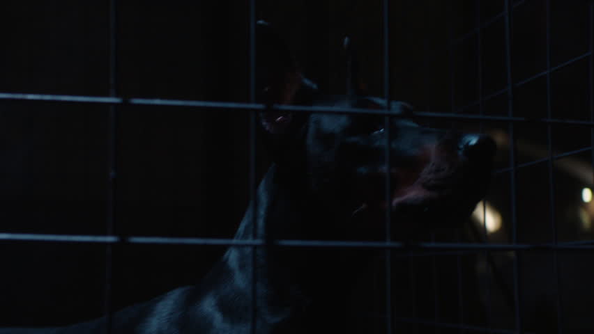 A Dark-colored Dog